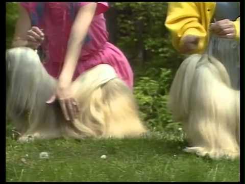 Lhasa Apso - AKC Dog Breed Series