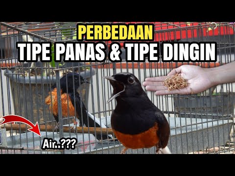 Gampang banget boss LIHAT TINGKAHNYA saja dah KETAHUAN‼️