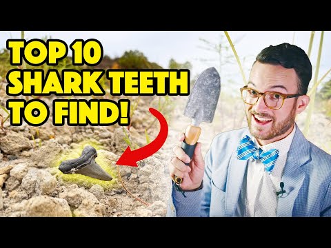Top 10 SHARK TEETH You Can Find! (Professional Level Identification!)