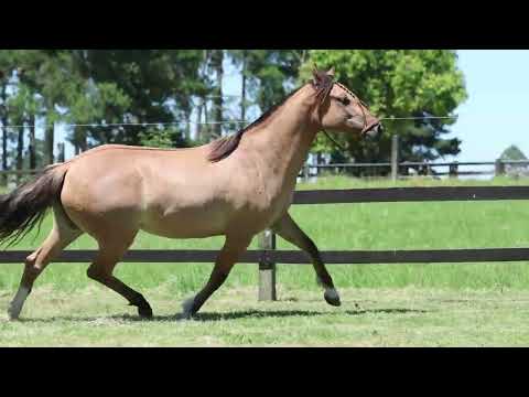 LOTE 09 ZARCA CHARRUA