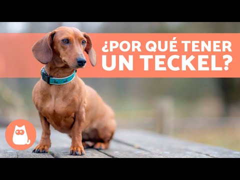 VENTAJAS de tener un PERRO SALCHICHA 🐶✅ (Top 10 Razones)