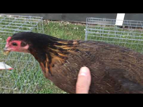 Penny Hatch by Thundervalley Game farm