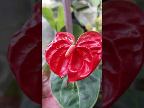 New life....new day|| Sharmistha's Creation || plz SUBSCRIBE my channel 🙏