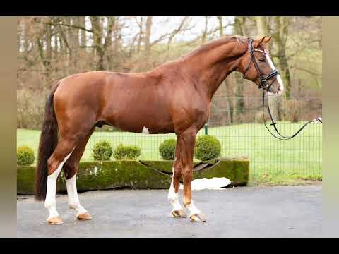 Hengst BOOTED FOX, Benicio x Don Juan de Hus x Diamond Hit x Ferragamo