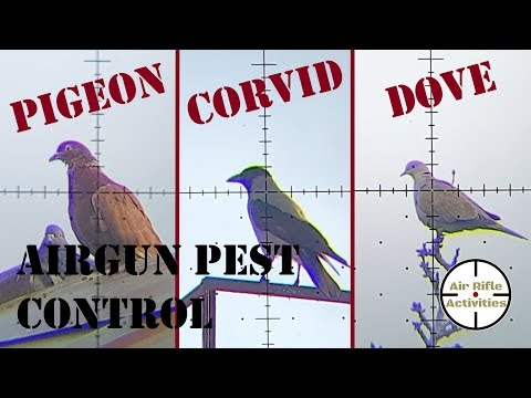 YouTube video about: How to shoot birds with a bb gun?