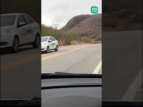 Macacos são flagrados atravessando rodovia em área de queimada no Ceará