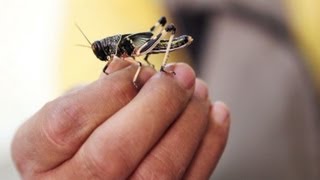 Could an X-box help stop locust swarms