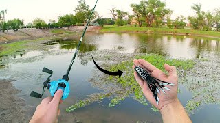 Topwater FROG Fishing (BIG BLOWUPS)