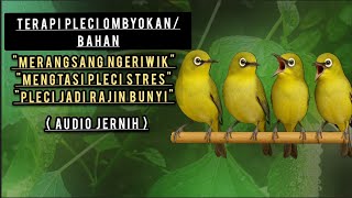 Download lagu Terapi Pleci Ombyokan Agar Rajin Bunyi | Atasi Stres & Rangsang Ngeriwik mp3