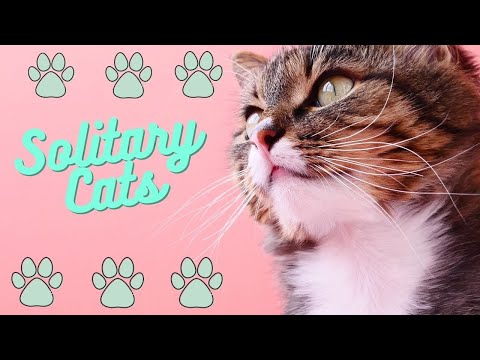 SOLITARY CAT EXPLAINED