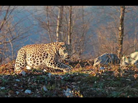 “The Last Leopards of Europe: Leopards of the Caucasus”
