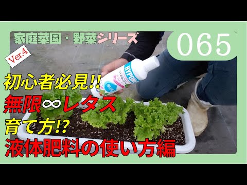 8月に子羊のレタスを播種するにはどうすればよいですか？冬のサラダを楽しむための 7 つのメンテナンス方法  庭園