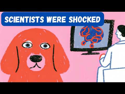 Scientists Scanned Dog Brains… The Results Shocked Everyone