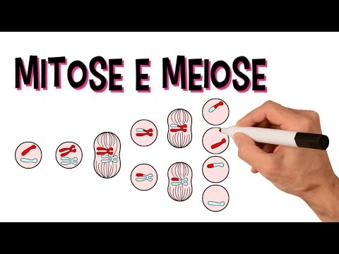 ✅ MITOSIS AND MEIOSIS | CELL DIVISION | Introduction