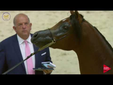 N 156 BAHIR ALBIDAYER   Dubai 2019   Colts in 2 years old Class 10