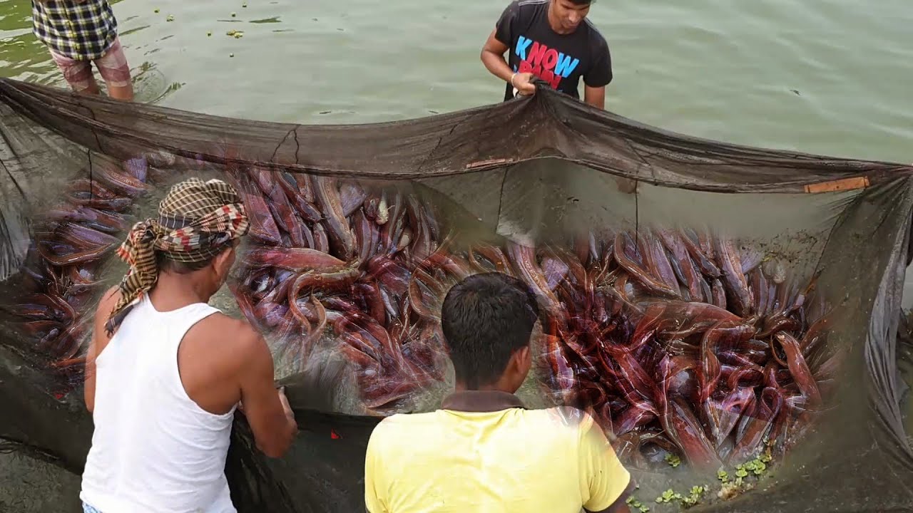 শিং মাছ চাষে লাখপতি | Profitable Stinging Catfish Farming Process
