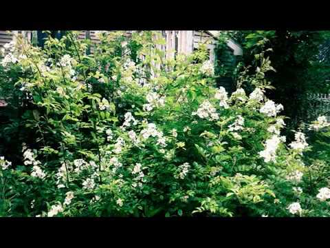 Promotional video thumbnail 1 for Cesar Odulio Guitar Solos