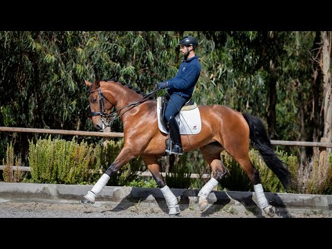 Horse for Sale | 2013 Crossbreed  Mare (REF#362)
