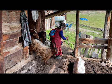 Çile Dolu Bir Yaşam I Fadime nine ve kızının yayla hayatı. I Belgesel Film.