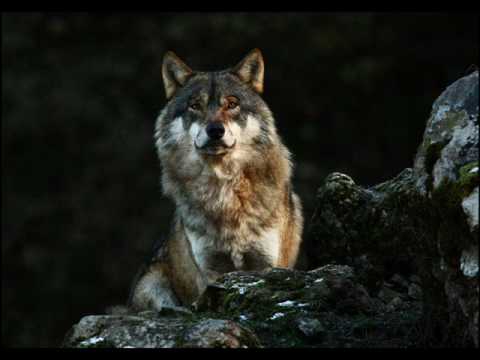 CHEYENNE - Dances Of the Wolf