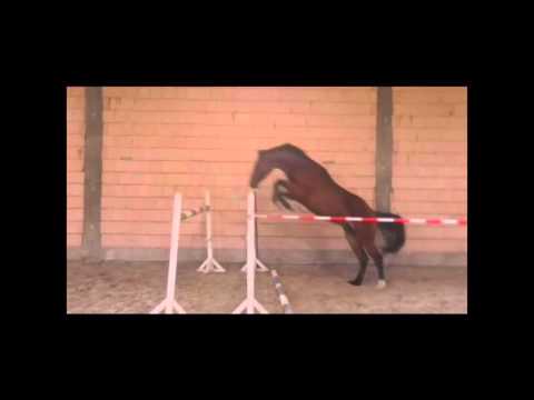 Cashmoaker x Lantino x Bernaul xx