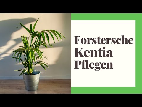 Caring for Forster's Kentia or Kentia Palm (How to do it right)