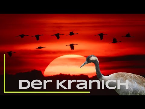 The crane - what you need to know about it!