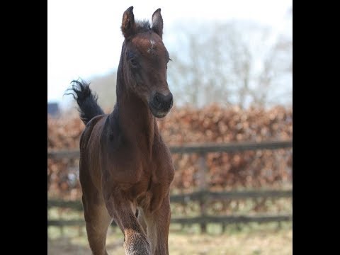 *2018 Stutfohlen von Hickstead White - Stakkato Gold