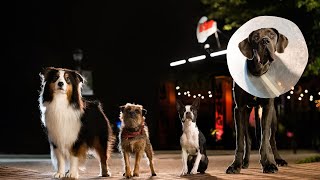 Trailer Preview Image