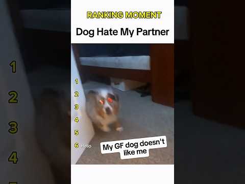 Dogs being idiots part 301: Dog hate my partner 🤣🐕 #funnydog #funnypet #cutedog #dog #pets #shorts