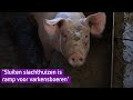 Varkensstallen dreigen vol te raken door sluiting slachthuizen: 'Dat zou desastreus zijn'