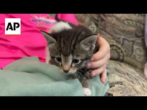 Video Thumbnail: Meet Tornado and Twister, the kittens rescued from tornado-hit Mississippi trailer park