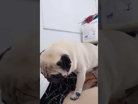 So affectionate! ##Pug #Pet #Dog #pug #DogLover #dogowner
