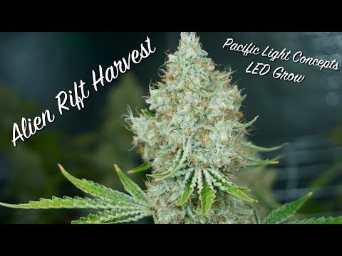 Alien Rift Pacific Light Concepts Grow Harvest and Yield