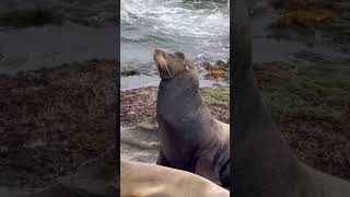 癒してくれる　大自然の動物たち　Natures healing animals  ￼San Diego, California ￼