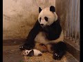 Sneezing Baby Panda - Original Video