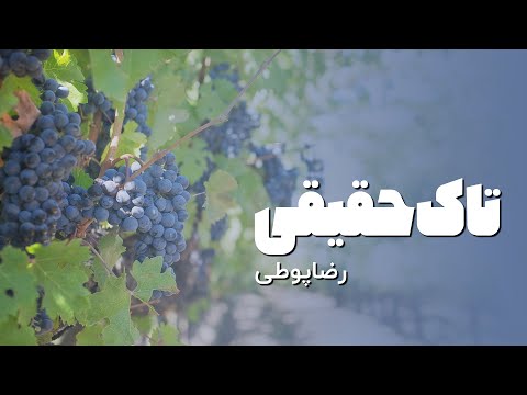 تاک حقیقی | رضا پوطی