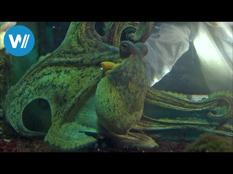 Tunisia, the search for the squid (360° - GEO Reportage)