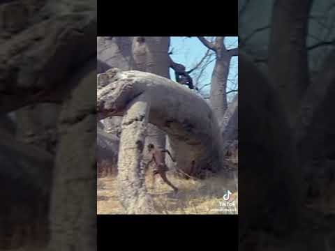 The go away bird 🕊️