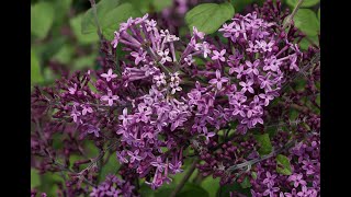 Fresh Bloomerang Dark Purple Reblooming Lilac in the Greenhouse