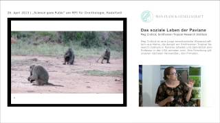 The social life of baboons