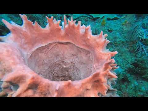 El Palacio Rosa Roatan