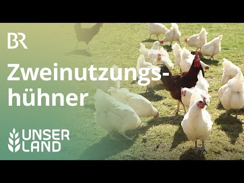 Statt Küken töten: Eier und Fleisch vom Zweinutzungshuhn | Unser Land | BR