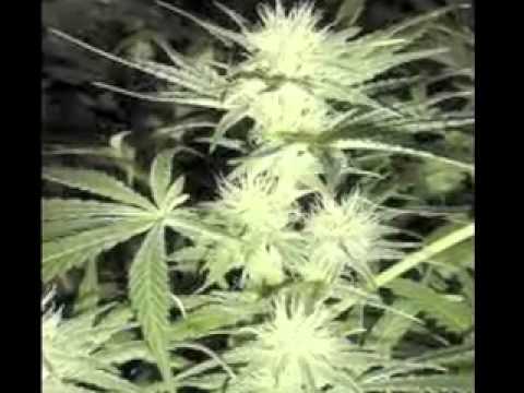 oskorcze - Cały Mój Świat Pomalowany Jest Zielenią ft Azzja