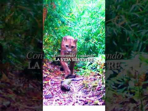 AMBIENT FOREST VODUDAHUE