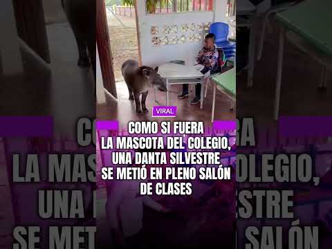 Como si fuera la mascota del colegio, una danta silvestre se metió en pleno salón de clases