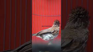 Download lagu SIRI-SIRI KECIL GACOR SPEED... mp3 Download lagu SIRI-SIRI KECIL GACOR SPEED... mp3