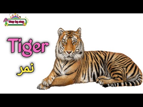 نطق كلمة Tiger نمر 🗣️ How to pronounce tiger 🗣️ #إزاي_تنطقها_صح 🗣️✔️
