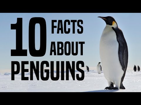 10 Interesting Facts About Penguins for Children: Learn About Penguins for Kids - FreeSchool