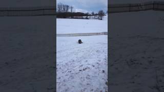 Horse slides down a hill